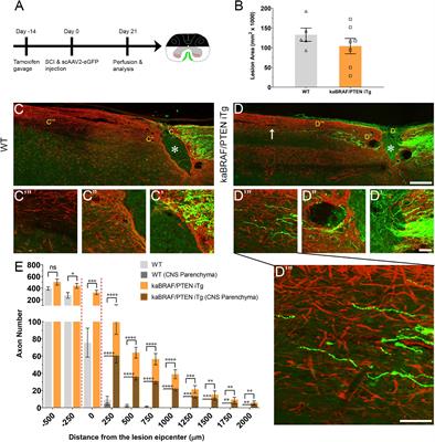 Co-targeting B-RAF and PTEN Enables Sensory Axons to Regenerate Across and Beyond the Spinal Cord Injury